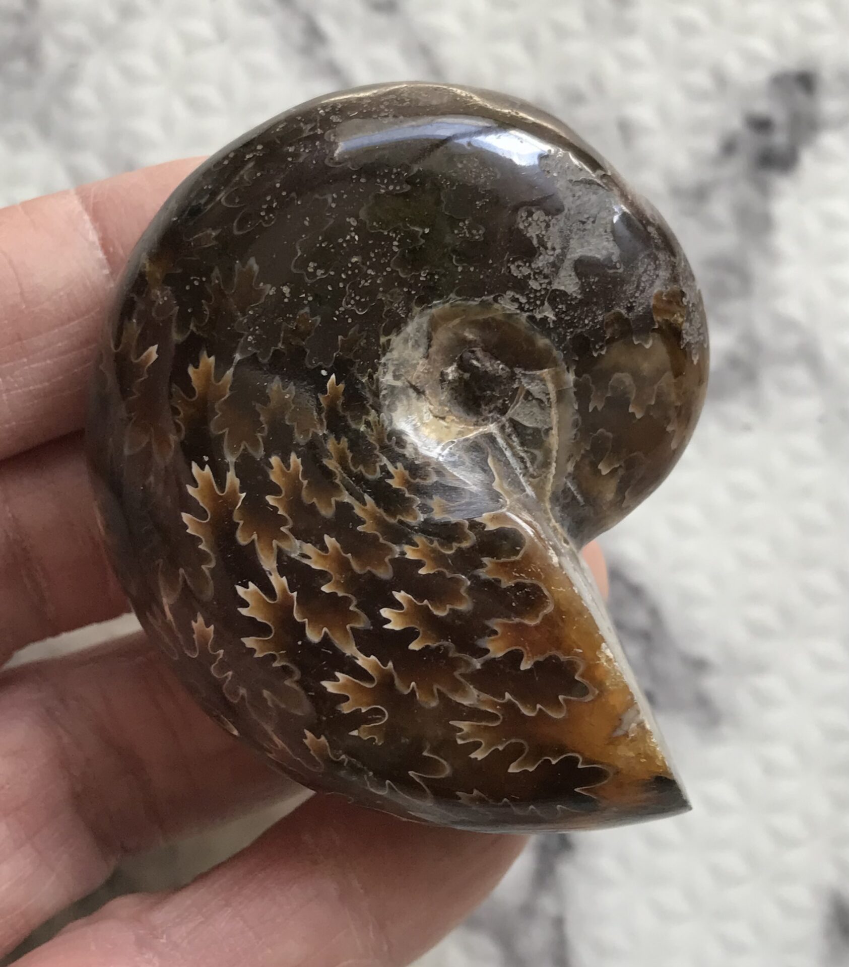 マダガスカル産 縫合線アンモナイト-（フィロセラス）、格安、87g 6.1cm、1円スタート、縫合線浮き出る個体