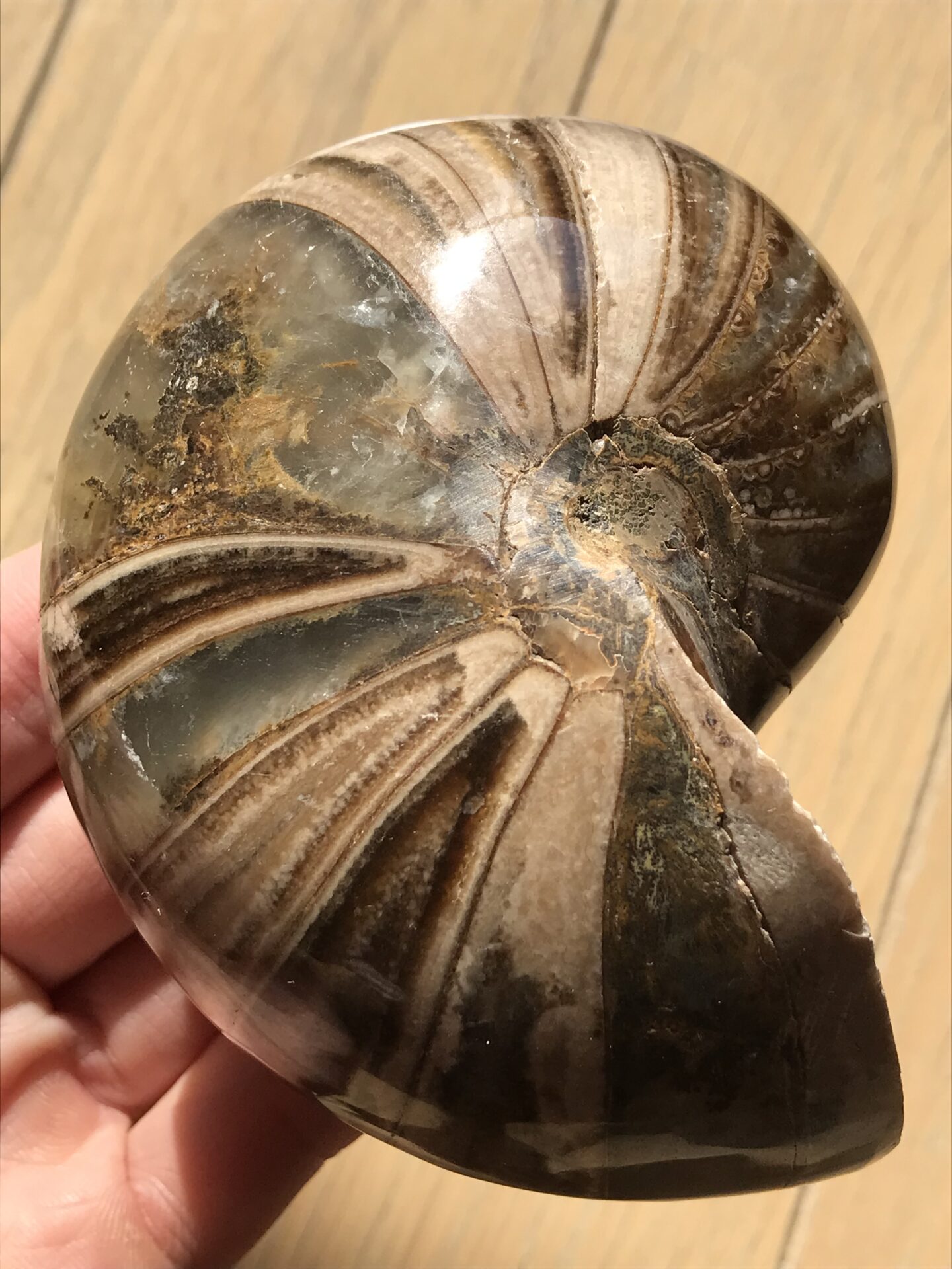 マダガスカル産オウムガイノーチラス・アンモナイト化石約10.0cm 重量384g 研磨個体 