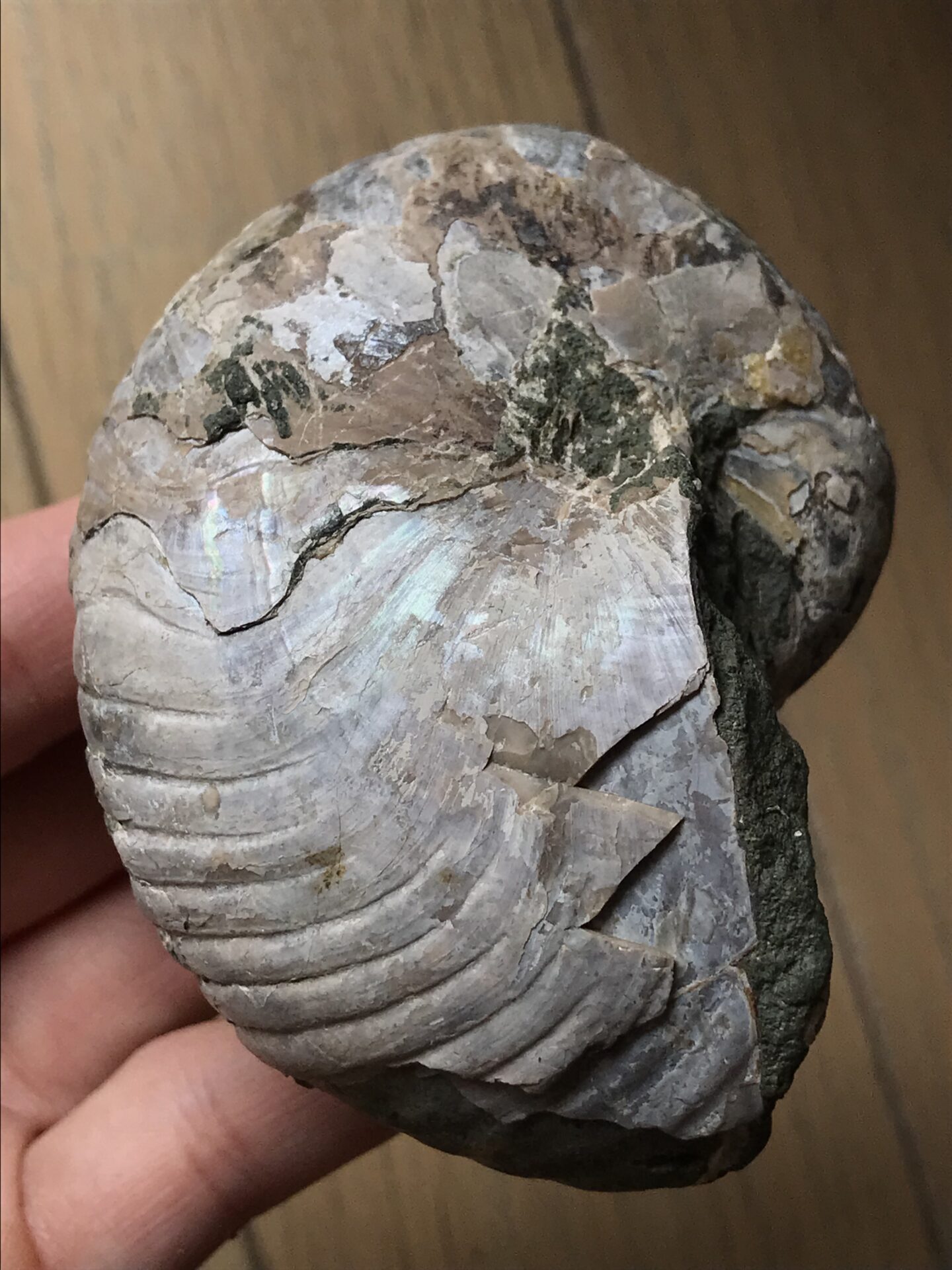 マダガスカル産キマトセラス、オウムガイノーチラス・アンモナイト化石8.0cm 総重218g 未研磨遊色個体 小サイズ