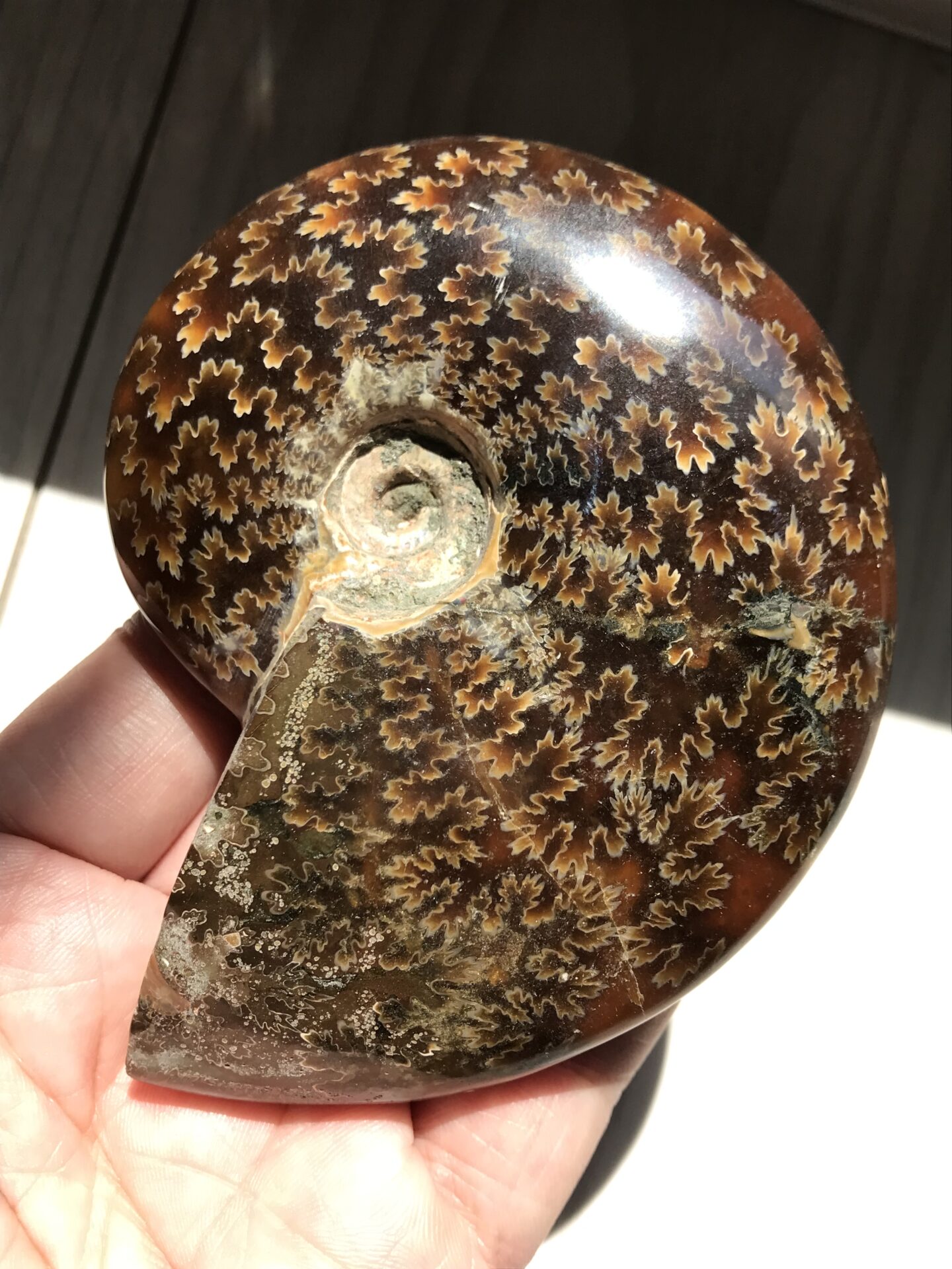 マダガスカル産直輸入、縫合線の浮き出るアンモナイト化石 9.7cm 215g 中個体 へそ青遊色あり