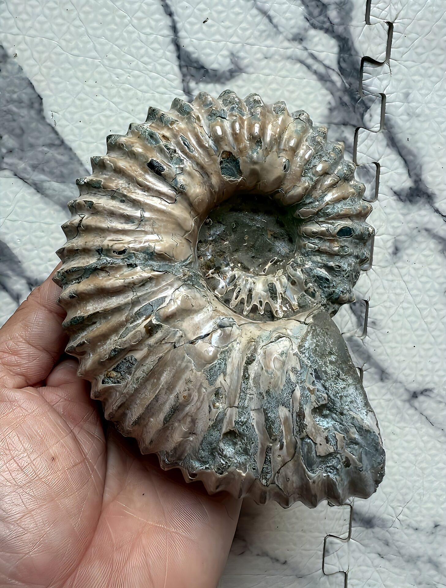 マダガスカル産アンモナイト-ドウビレイセラス・マミラータム（Douvilleiceras mammilatum）849g 13.7cm 巨大サイズ個体 片面極美品