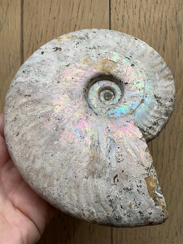 マダガスカル産 遊色虹色アンモナイトピンク（クレオニラス）桃紫黄発色　中サイズ個体