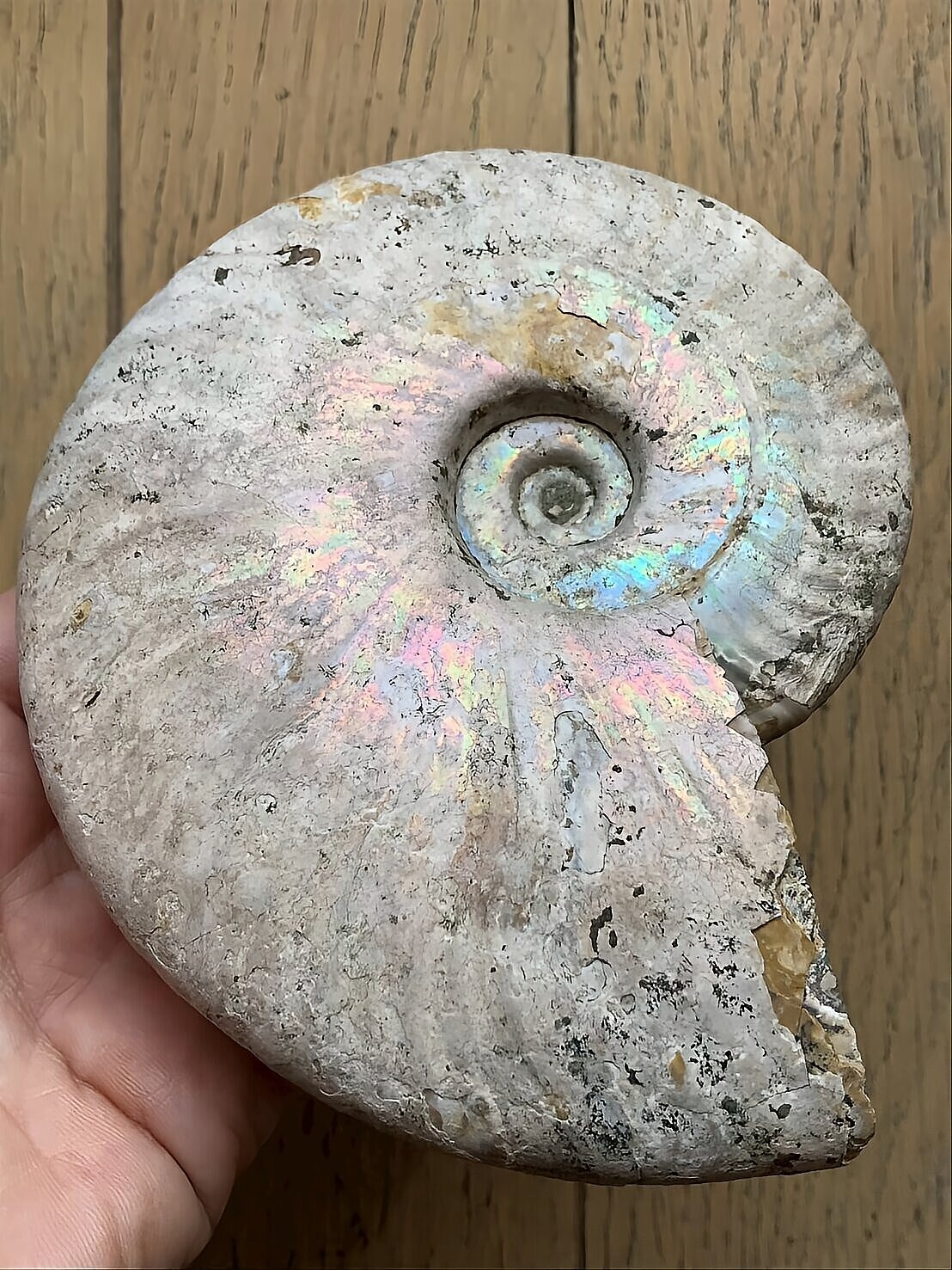 マダガスカル産 遊色虹色アンモナイトピンク（クレオニラス）桃紫黄発色　中サイズ個体