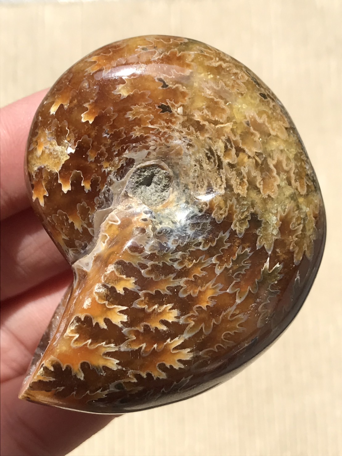 マダガスカル産 縫合線アンモナイト-（フィロセラス）、格安、77g 5.9cm、1円スタート、縫合線浮き出る個体