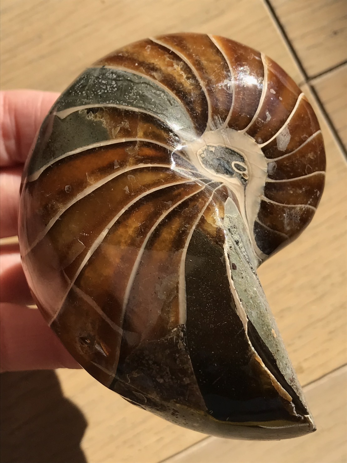 マダガスカル産オウムガイノーチラス・アンモナイト化石約8.6cm 総重量250g 研磨個体 修復あり