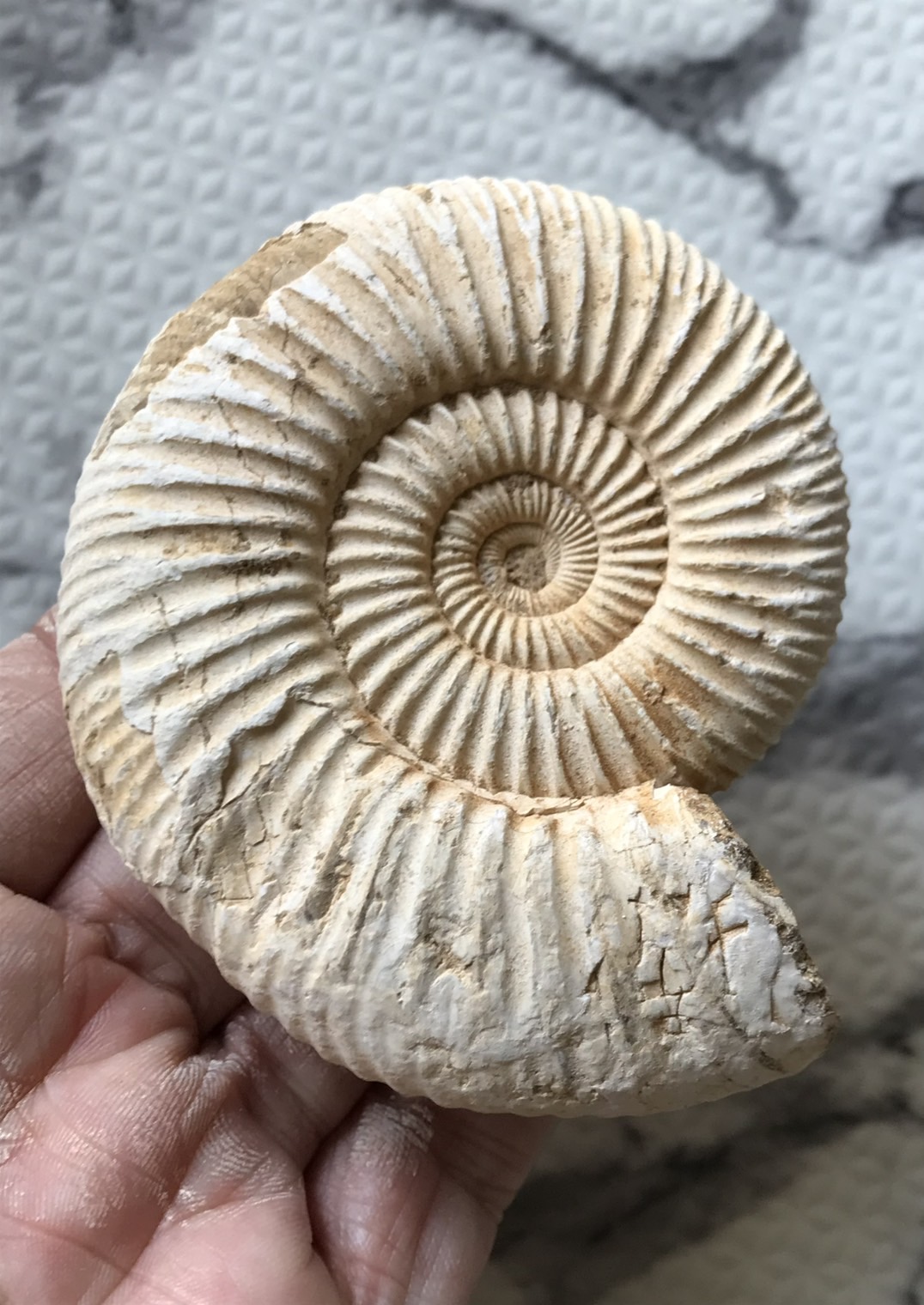 マダガスカル産 褐色アンモナイト-白ペリスフィンクテス格安　149g、8.6cm、1円スタート、未研磨中個体