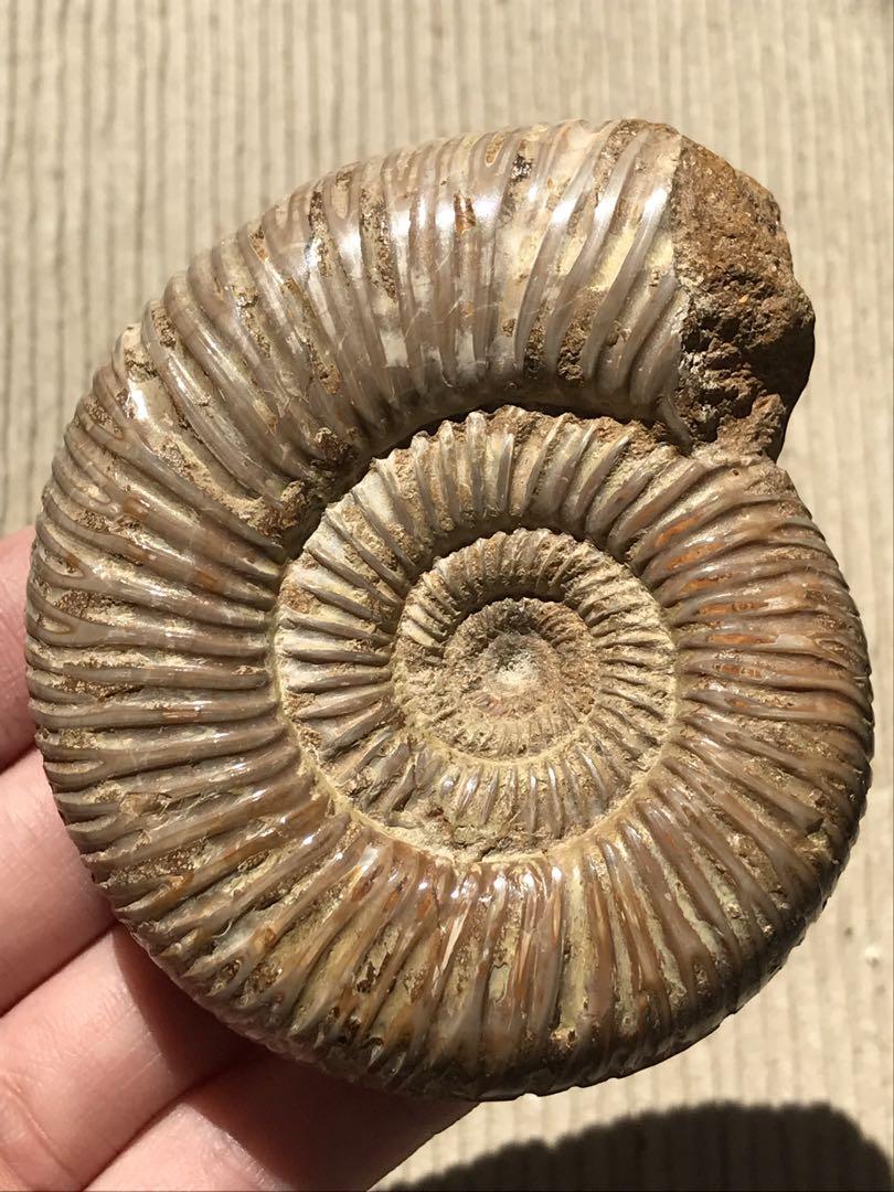 マダガスカル産　褐色アンモナイト化石（ペリスフィンクテス）研磨個体