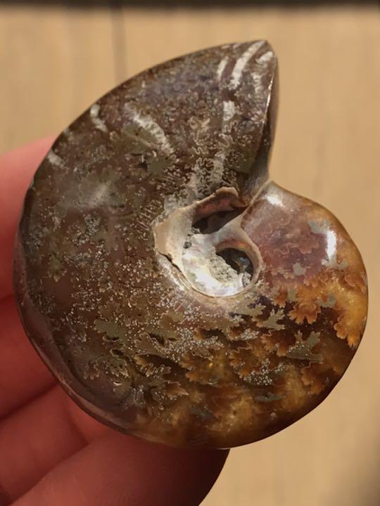 【特別価格】マダガスカル産　縫合線の浮き出るアンモナイト化石