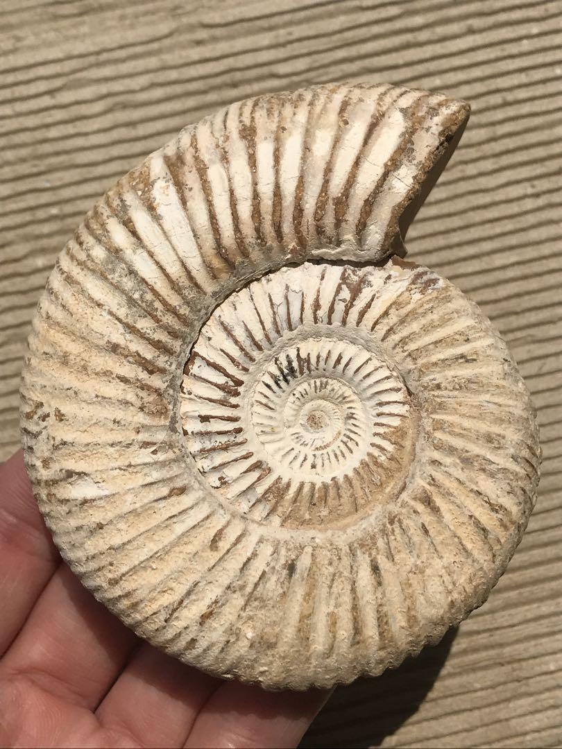  【特別価格】マダガスカル産　褐色アンモナイト化石（ペリスフィンクテス）未研磨