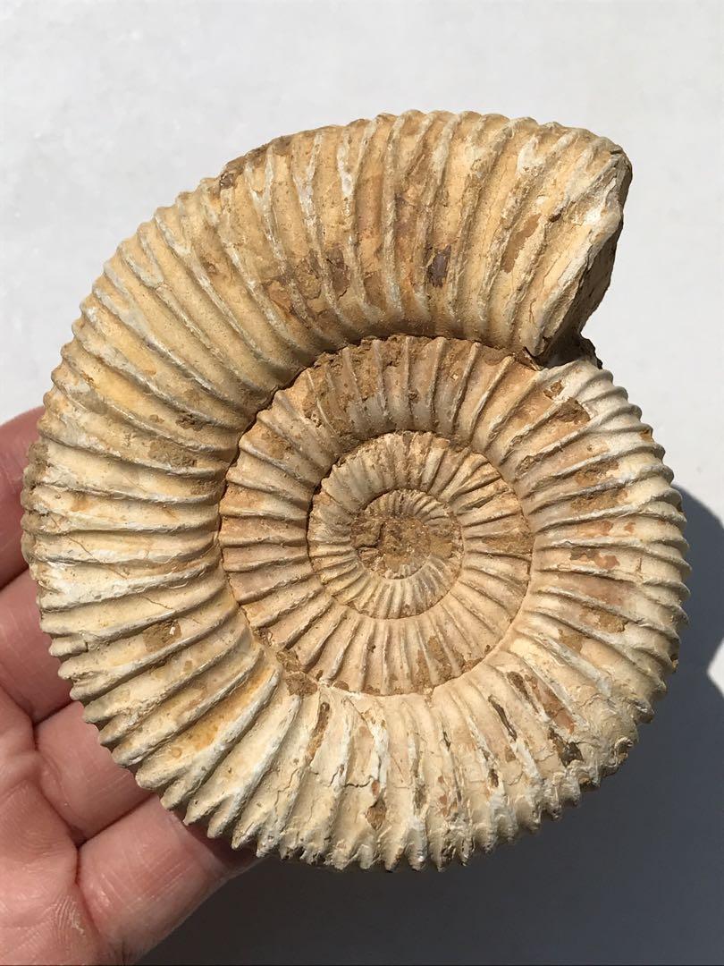 【特別価格】マダガスカル産　褐色アンモナイト化石（ペリスフィンクテス）未研磨