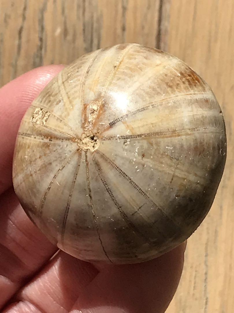 マダガスカル産　ウニの化石（タコノマクラ）ミニサイズ