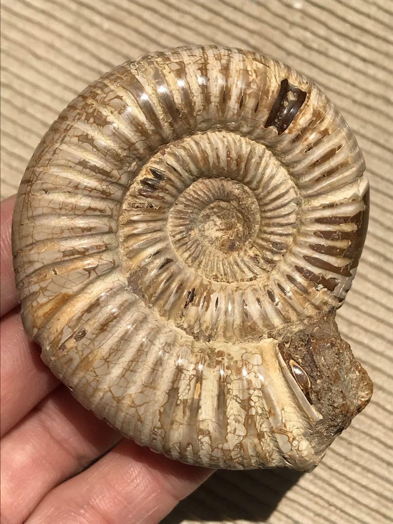 【特別価格】マダガスカル産　褐色アンモナイト化石（ペリスフィンクテス）研磨個体