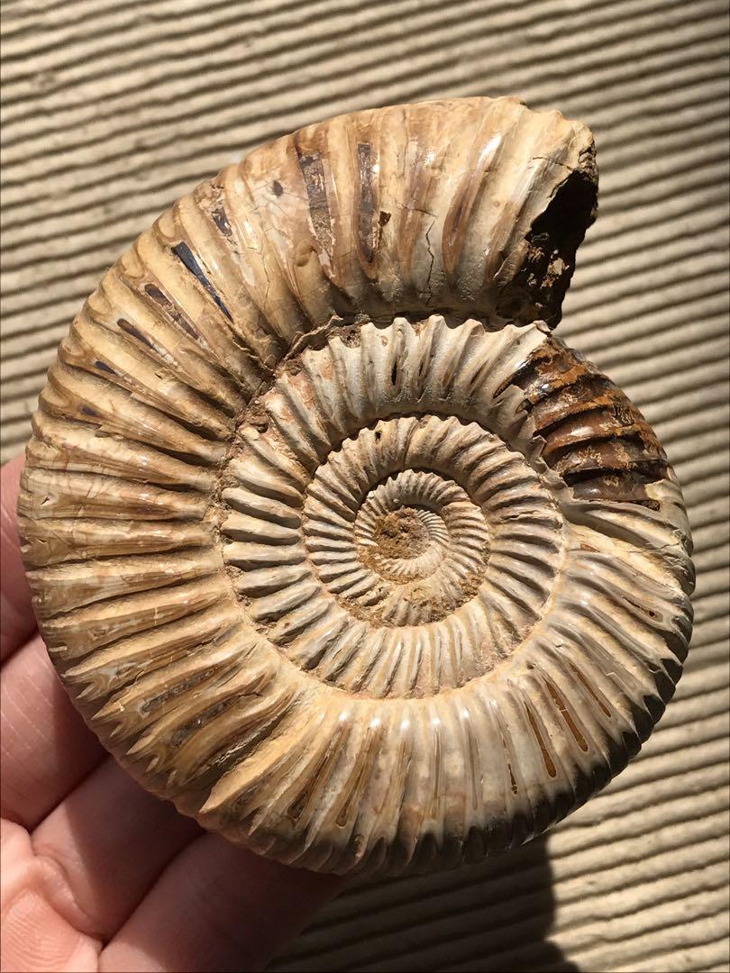 マダガスカル産　褐色アンモナイト化石（ペリスフィンクテス）研磨個体