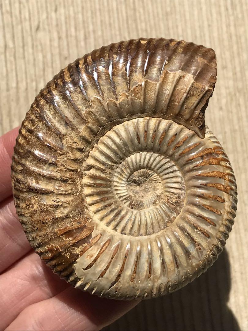 【特別価格】マダガスカル産　褐色アンモナイト化石（ペリスフィンクテス）研磨個体