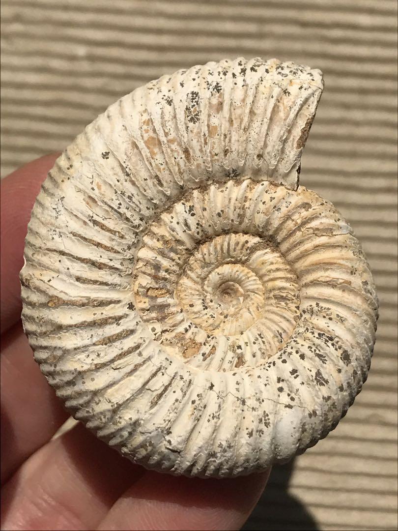【特別価格】マダガスカル産　褐色アンモナイト化石（ペリスフィンクテス）未研磨