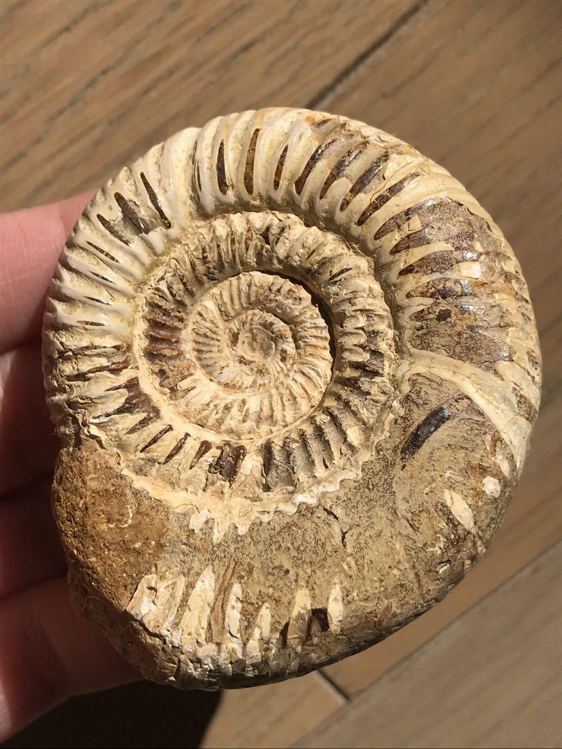 【特別価格】マダガスカル産　褐色アンモナイト化石白（ペリスフィンクテス）研磨個体