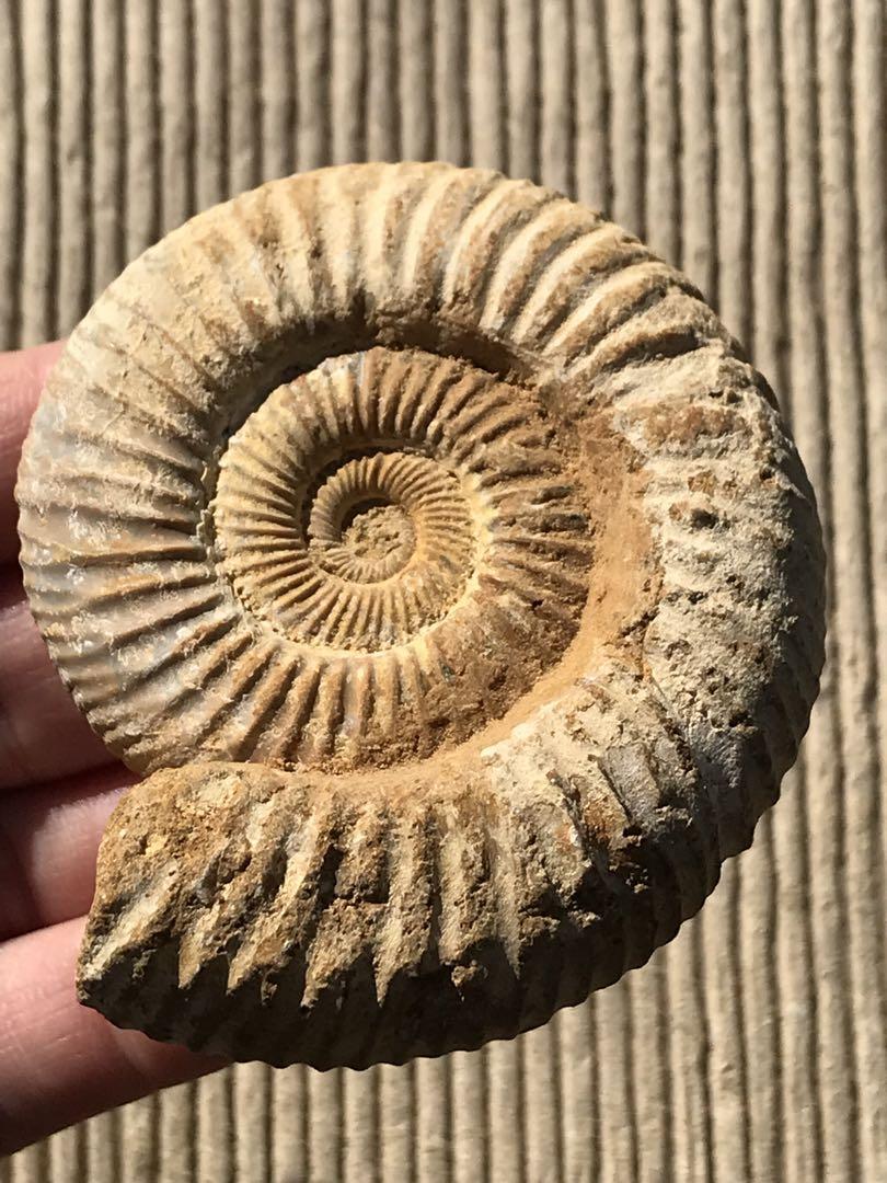 【特別価格】マダガスカル産　褐色アンモナイト化石（ペリスフィンクテス）未研磨個体