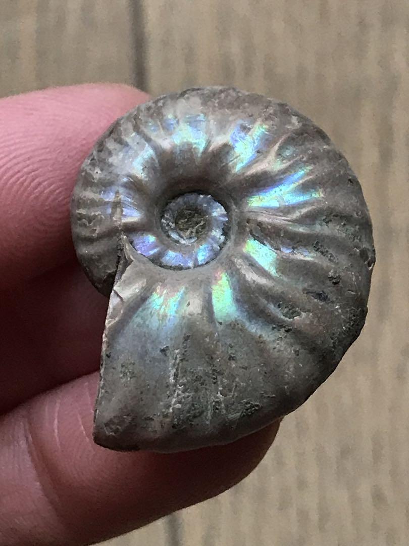 マダガスカル産　アンモナイト化石青（マダガスカリエンス）ミニサイズ