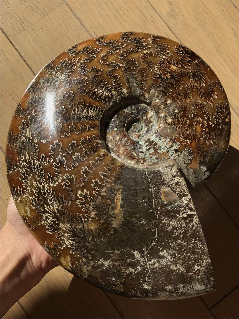【限定出品】マダガスカル産　縫合線の浮き出るアンモナイト化石　超特大サイズ