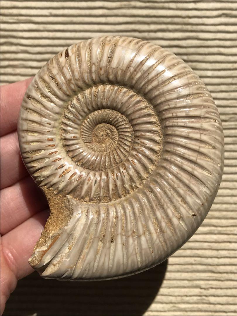 【特別価格】マダガスカル産　褐色アンモナイト化石（ペリスフィンクテス）研磨個体