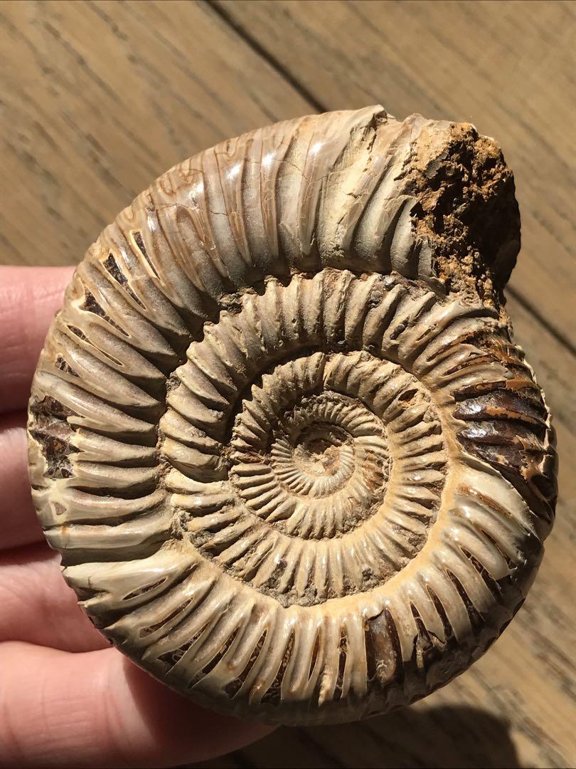 マダガスカル産　褐色アンモナイト化石白（ペリスフィンクテス）研磨個体
