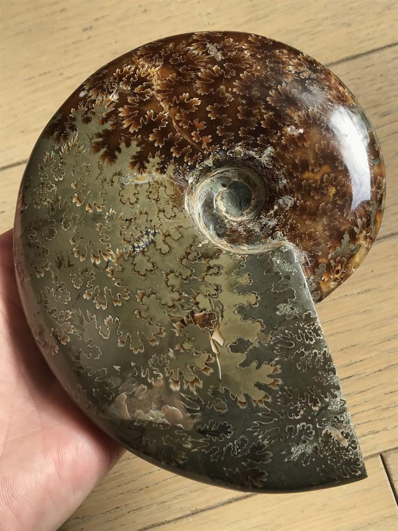 【限定価格】マダガスカル産　縫合線の浮き出るアンモナイト化石　大サイズ