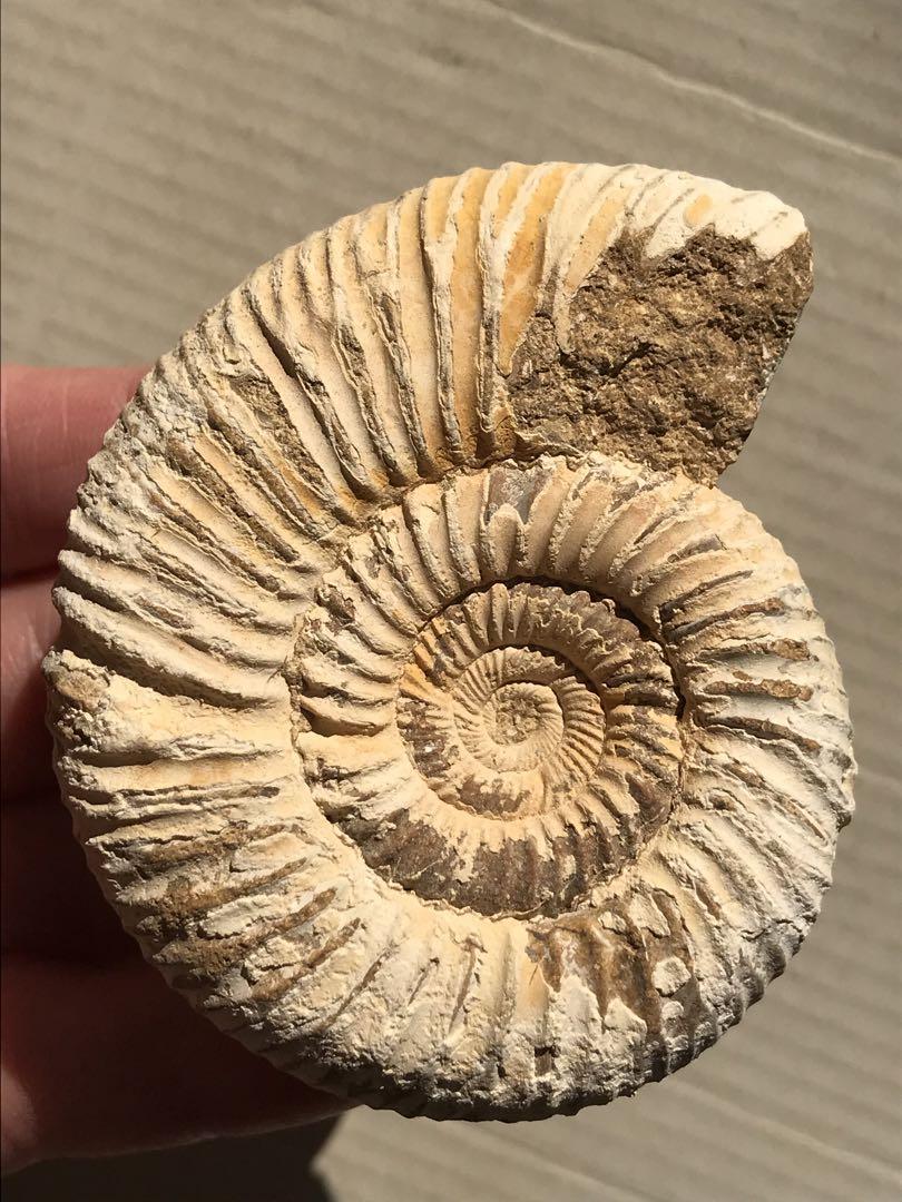 【特別価格】マダガスカル産　褐色アンモナイト化石白（ペリスフィンクテス）未研磨