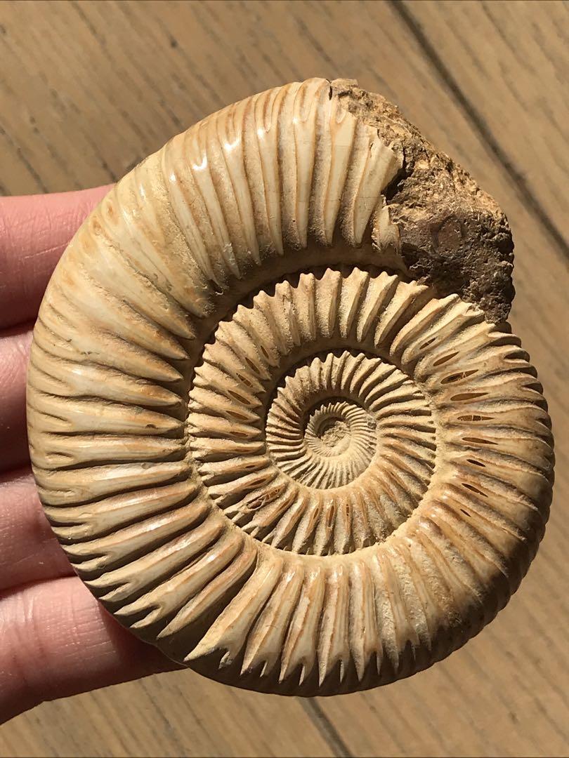 マダガスカル産　褐色アンモナイト化石白（ペリスフィンクテス）研磨個体