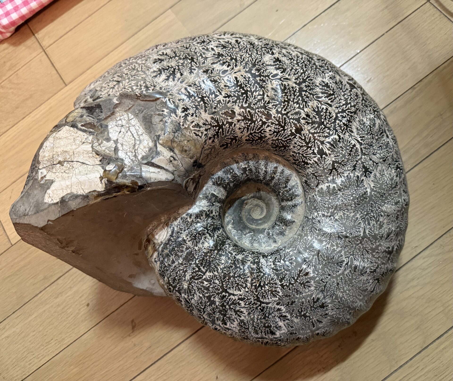 アンモナイト販売人の独り言⑥