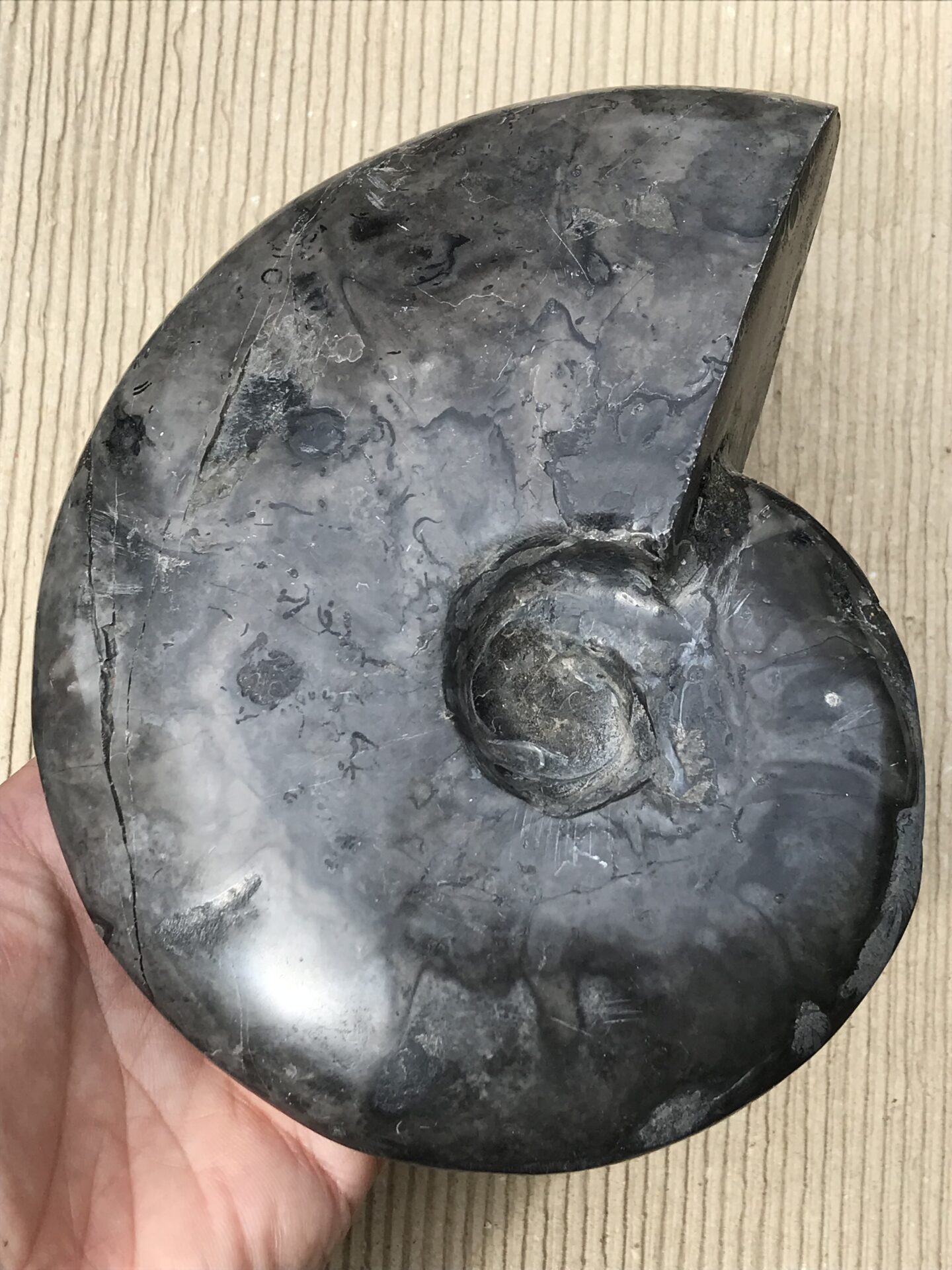 マダガスカル産新地層産ブラックアンモナイト 709g 15.5cm 1円スタート アラゴナイト マグヘマタイト 石英 磁力、修復有 巨大個体
