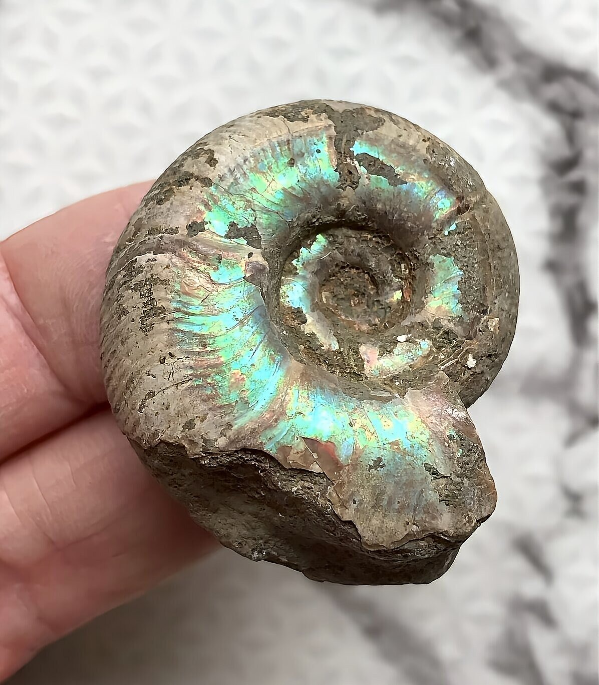 マダガスカル産直輸入 アンモナイト化石 プゾシア青赤混合遊色稀少個体 - 画像 (5)