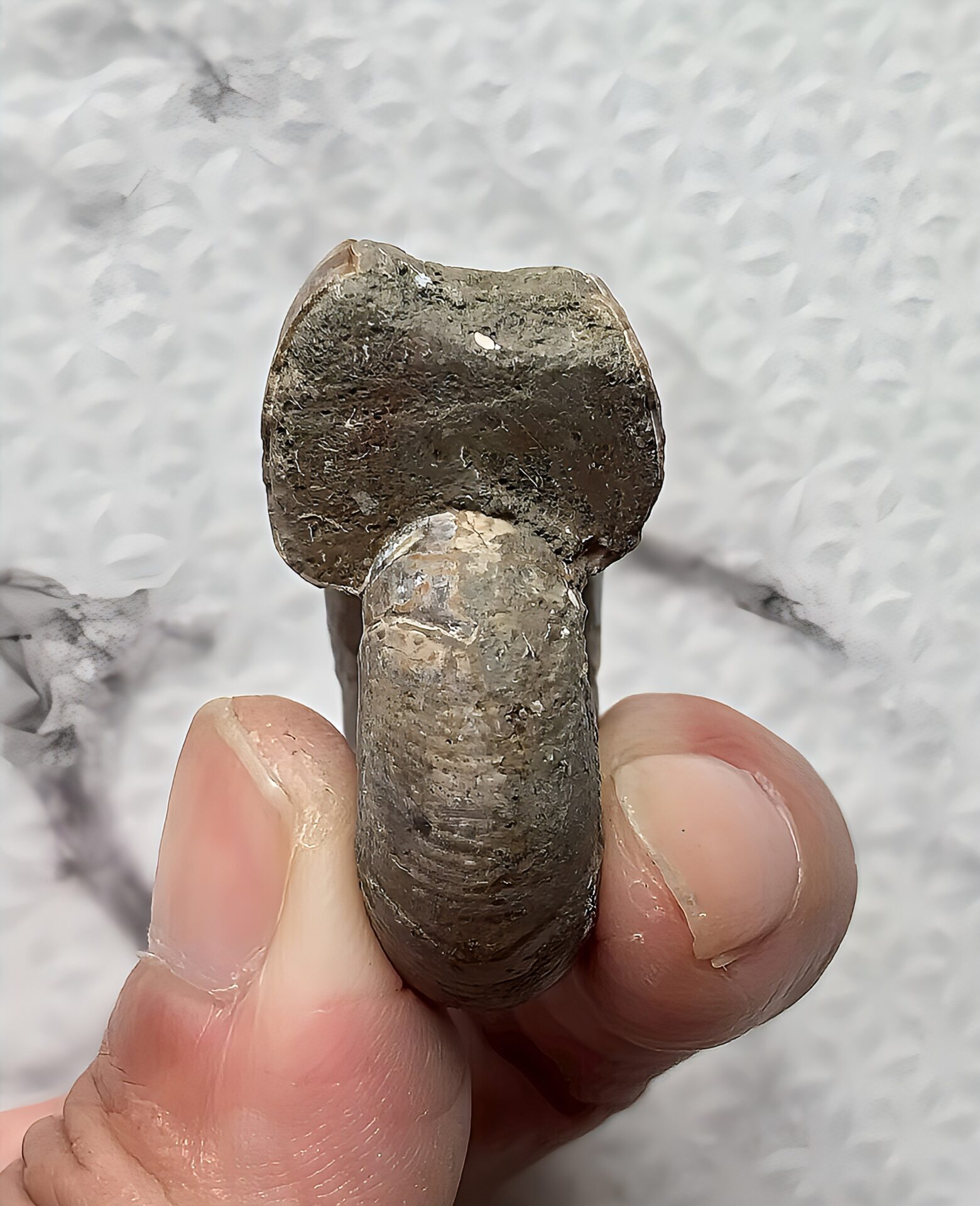 マダガスカル産直輸入 アンモナイト化石 プゾシア青赤混合遊色稀少個体 - 画像 (11)