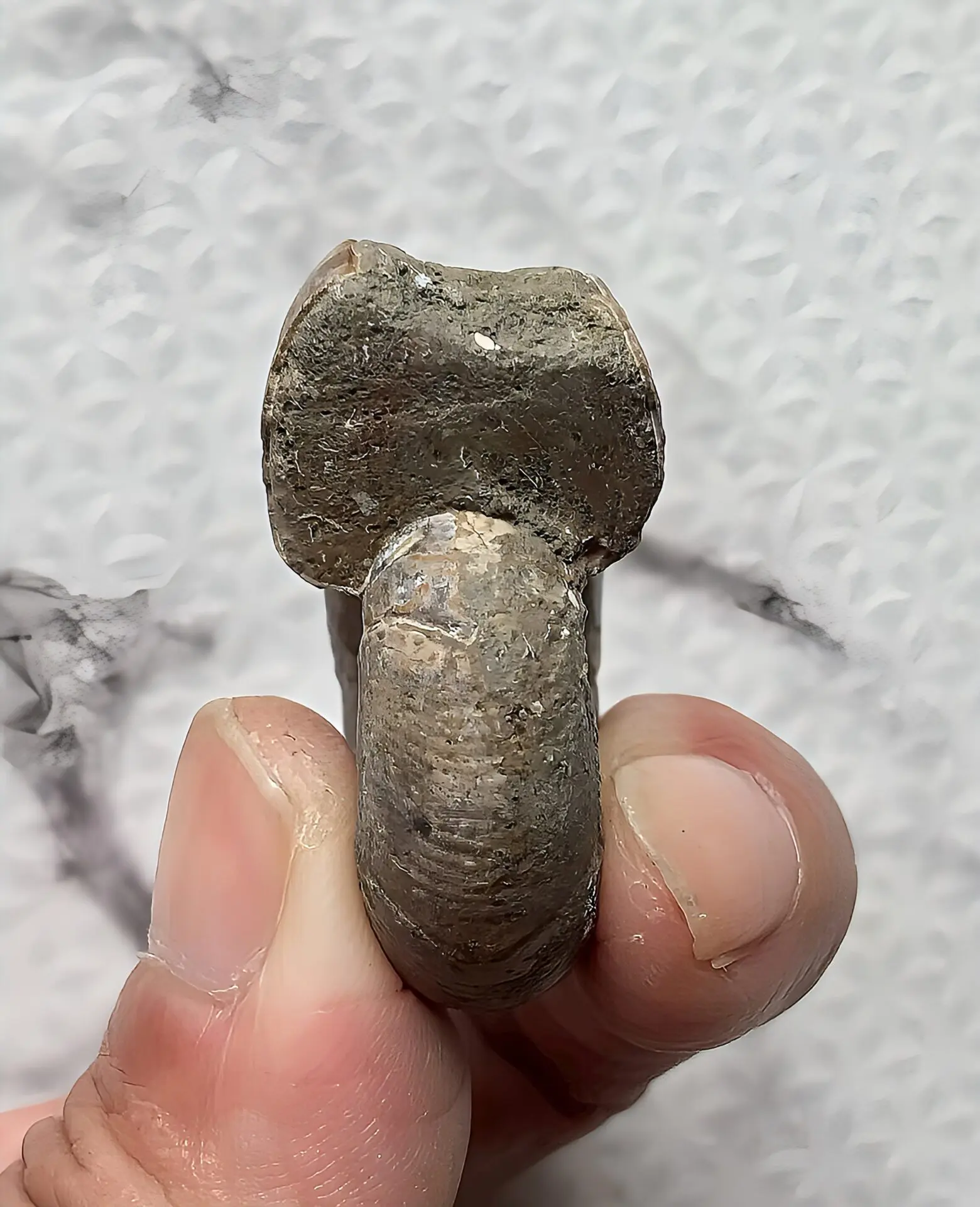 マダガスカル産直輸入 アンモナイト化石 プゾシア青赤混合遊色稀少個体