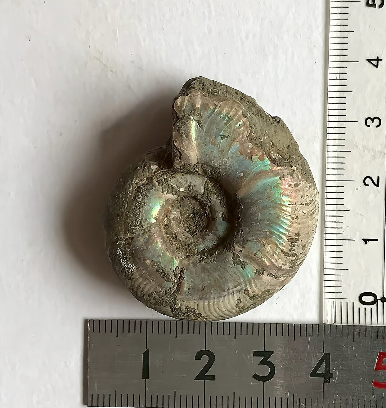 マダガスカル産直輸入 アンモナイト化石 プゾシア青赤混合遊色稀少個体 - 画像 (9)