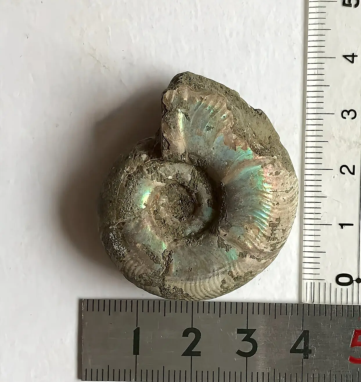 マダガスカル産直輸入 アンモナイト化石 プゾシア青赤混合遊色稀少個体