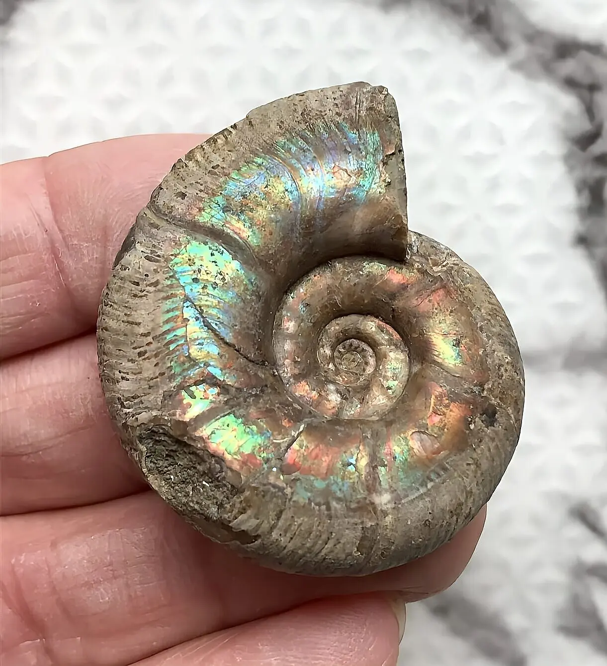 マダガスカル産 ブラックアンモナイト スライス 裁断 博物館サイズ