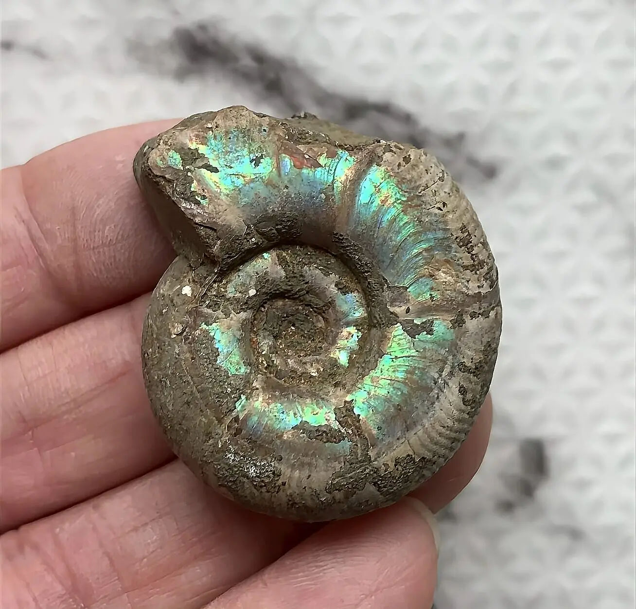 マダガスカル産直輸入 アンモナイト化石 プゾシア青赤混合遊色稀少個体