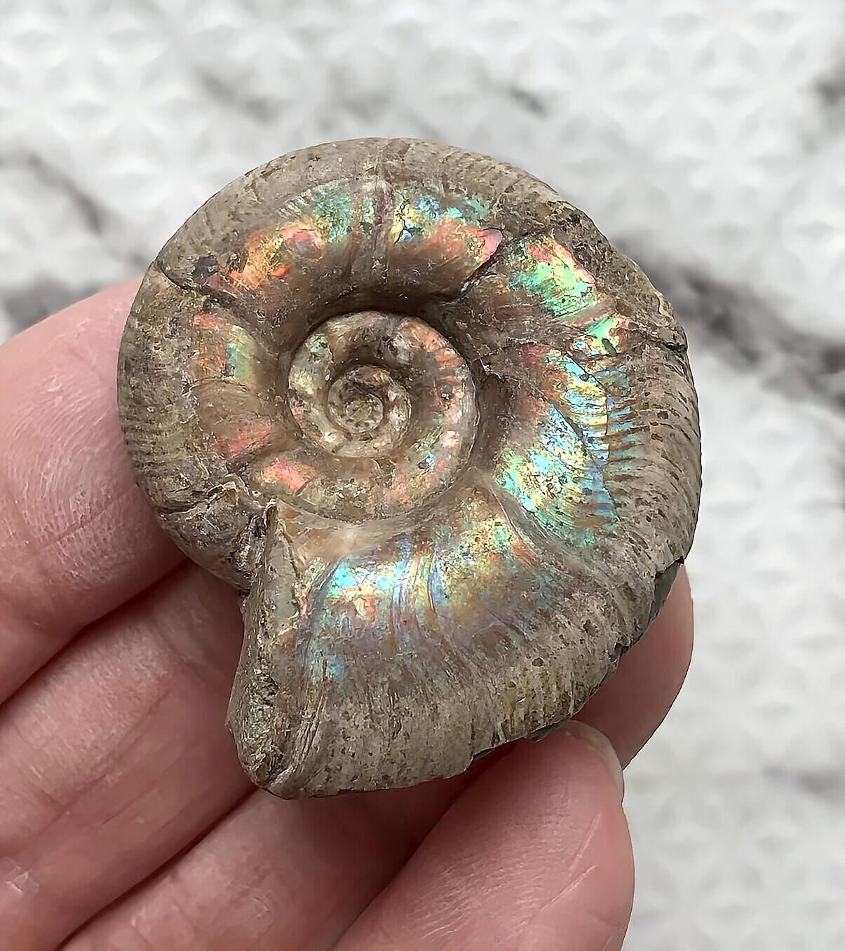 マダガスカル産直輸入 アンモナイト化石 プゾシア青赤混合遊色稀少個体 - 画像 (7)