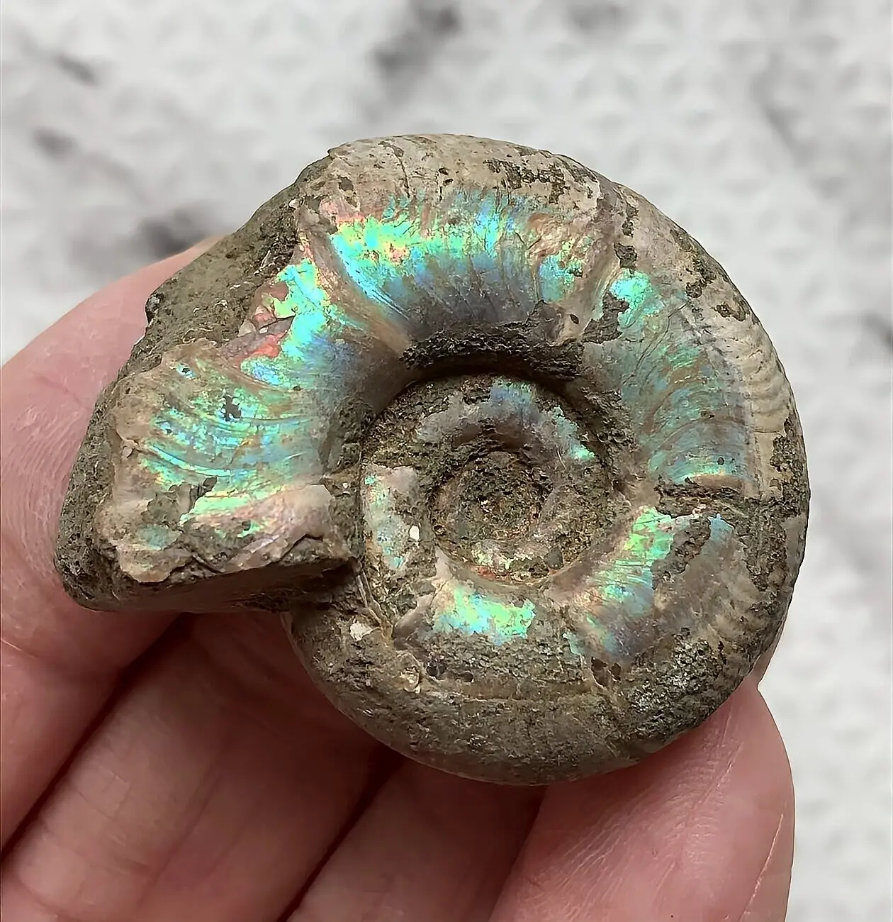 マダガスカル産　縫合線の浮き出るアンモナイト化石（プゾシア）大サイズ　稀少 マダガスカル産 縫合線の浮き出るアンモナイト化石（プゾシア）大