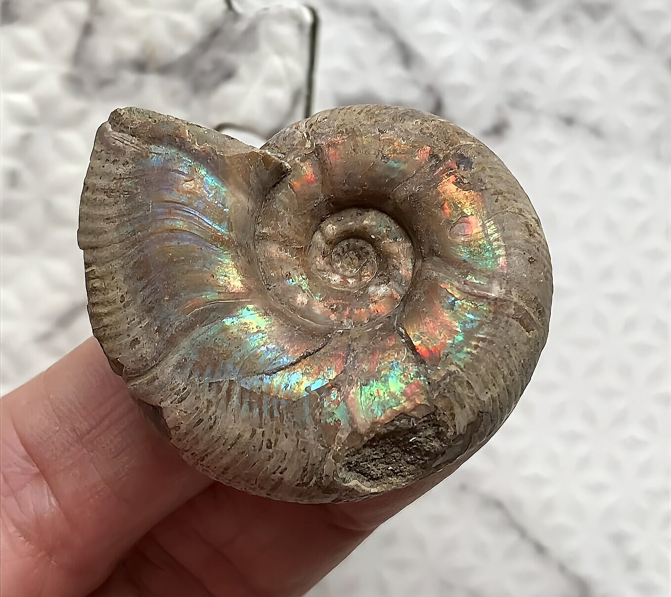 マダガスカル産直輸入 アンモナイト化石 プゾシア青赤混合遊色稀少個体 - 画像 (3)