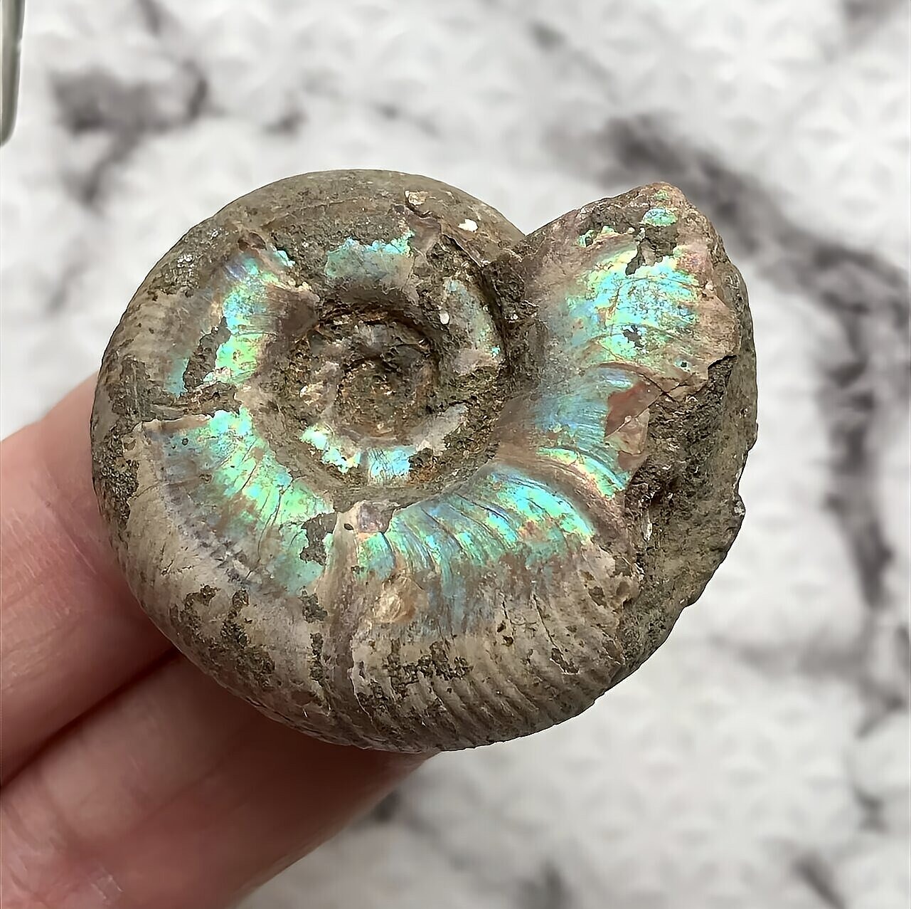 マダガスカル産直輸入 アンモナイト化石 プゾシア青赤混合遊色稀少個体 - 画像 (4)