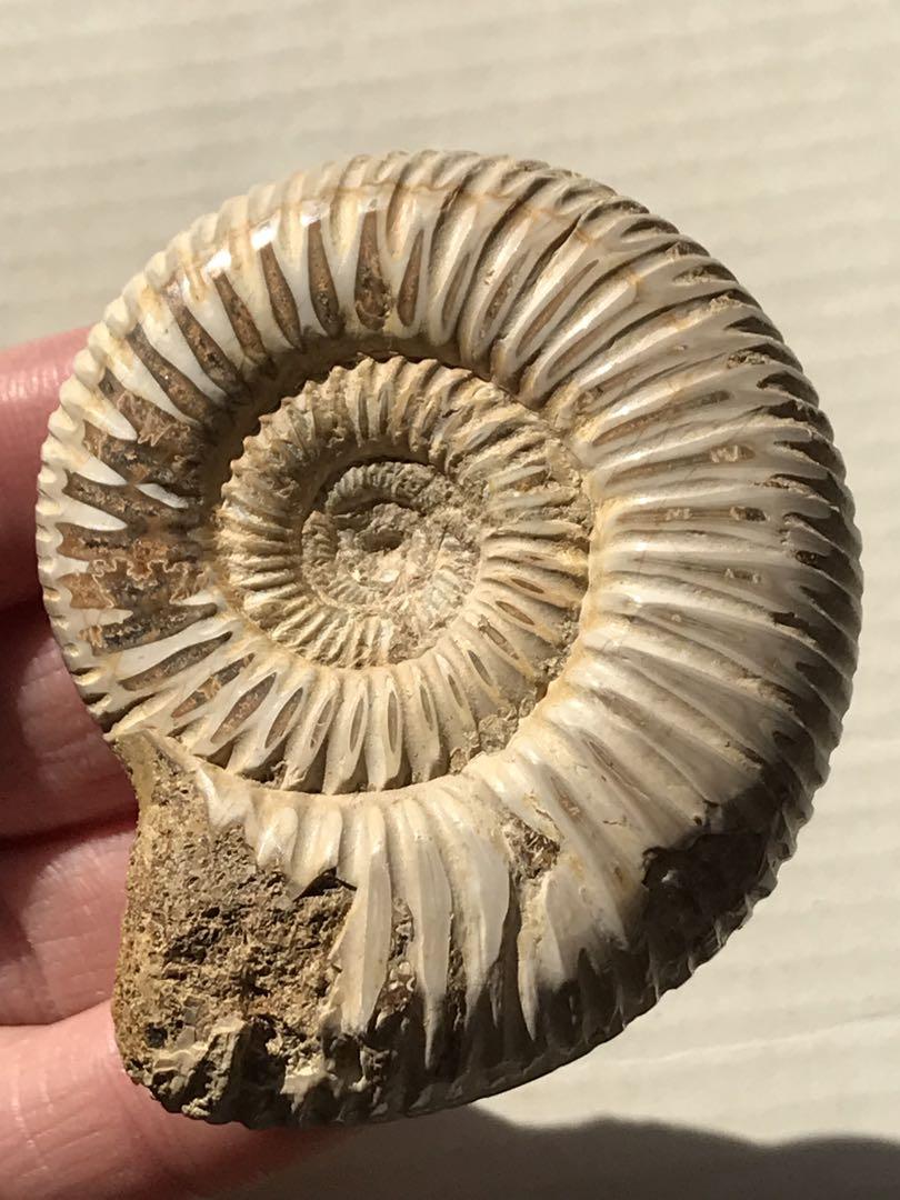 【特別価格】マダガスカル産　褐色アンモナイト化石白（ペリスフィンクテス）研磨ミニ