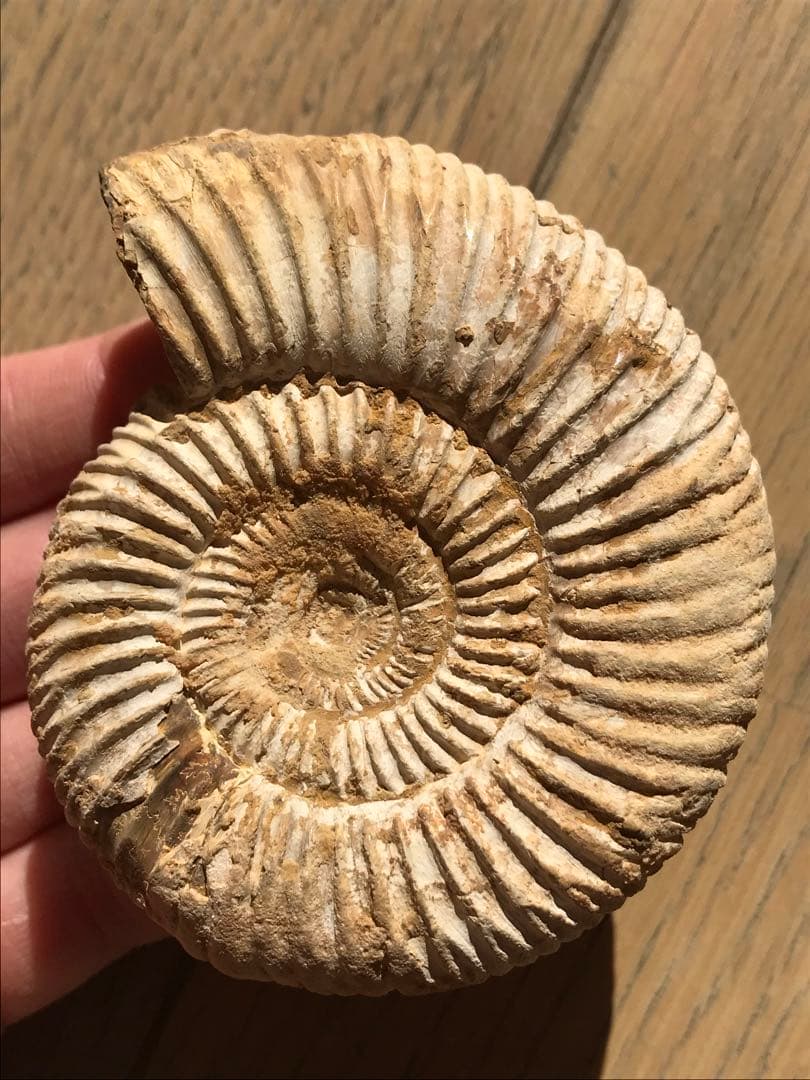 【特別価格】マダガスカル産　褐色アンモナイト化石白（ペリスフィンクテス）未研磨