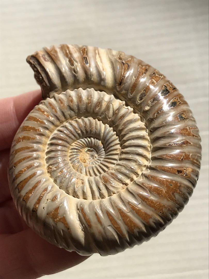 【特別価格】マダガスカル産　褐色アンモナイト化石白（ペリスフィンクテス）研磨ミニ