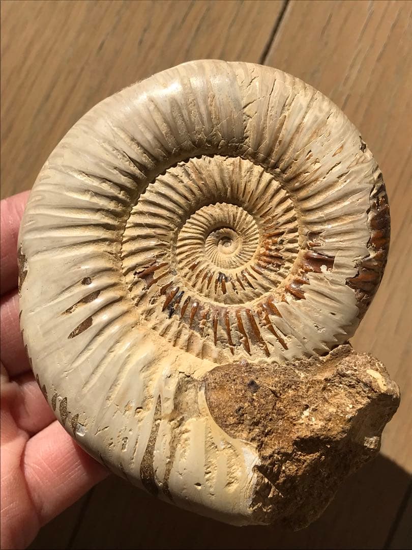 マダガスカル産　褐色アンモナイト化石白（ペリスフィンクテス）研磨個体