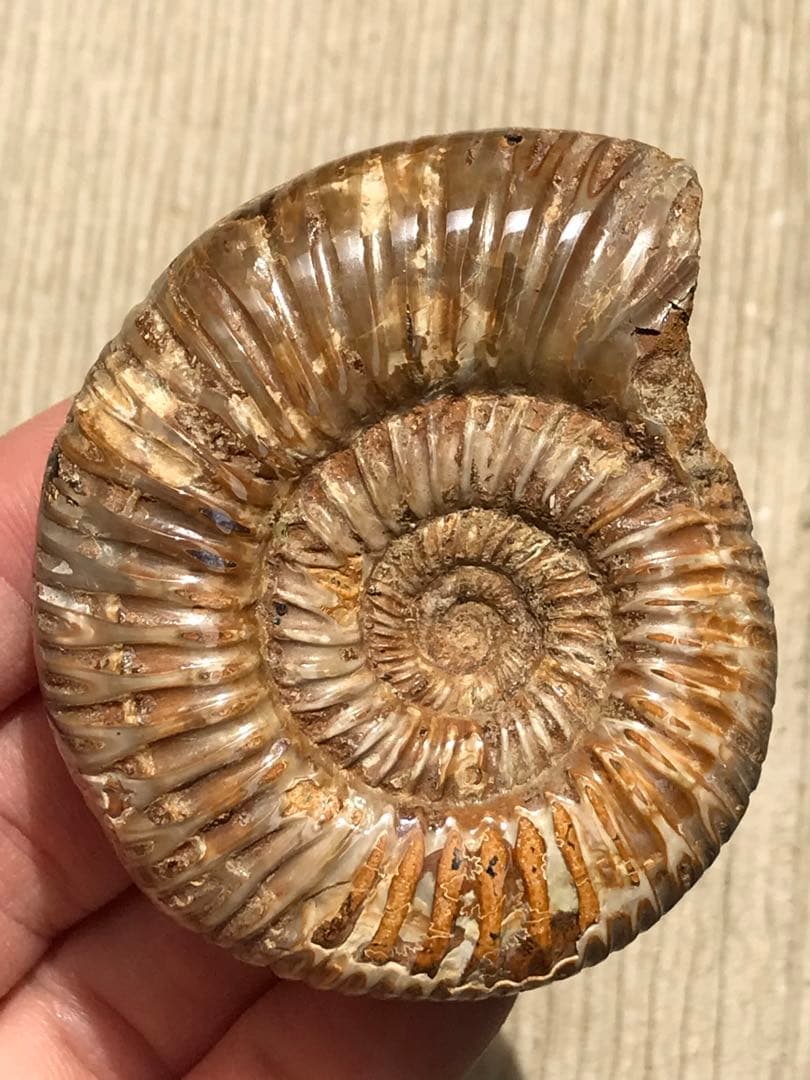 【特別価格】マダガスカル産　褐色アンモナイト化石白（ペリスフィンクテス）研磨ミニ