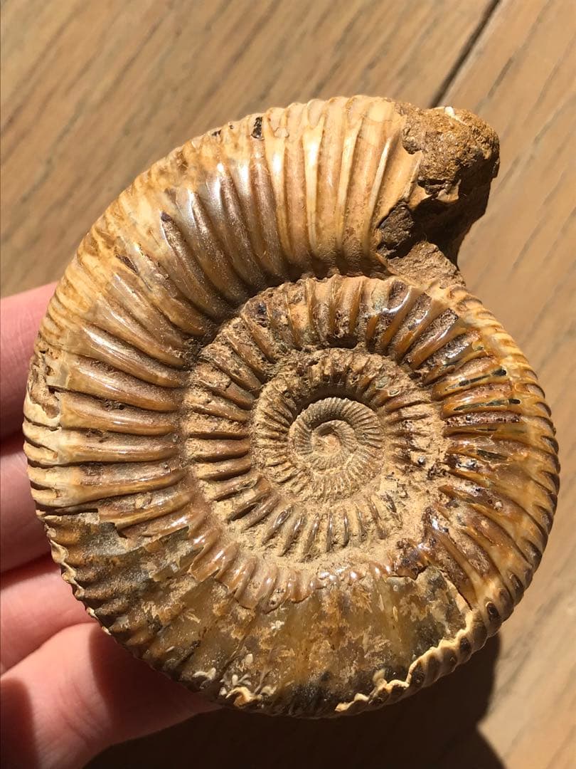 マダガスカル産　褐色アンモナイト化石白（ペリスフィンクテス）研磨個体