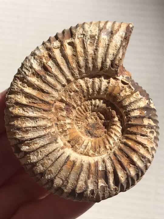 マダガスカル産　褐色アンモナイト化石白（ペリスフィンクテス）未研磨