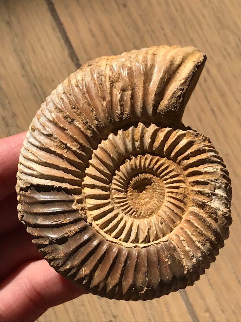 【特別価格】マダガスカル産　褐色アンモナイト化石（ペリスフィンクテス）未研磨