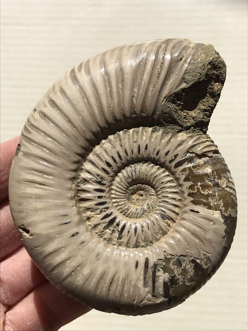 【限定価格】マダガスカル産　褐色アンモナイト化石白（ペリスフィンクテス）研磨個体